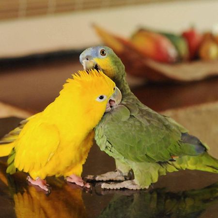 Pousada Fazenda Santa Fe Bezerros Dış mekan fotoğraf